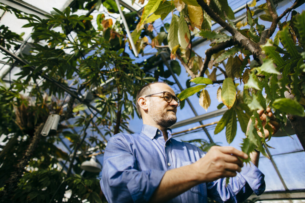 Researcher in a greehouse checking on a plant specimen
