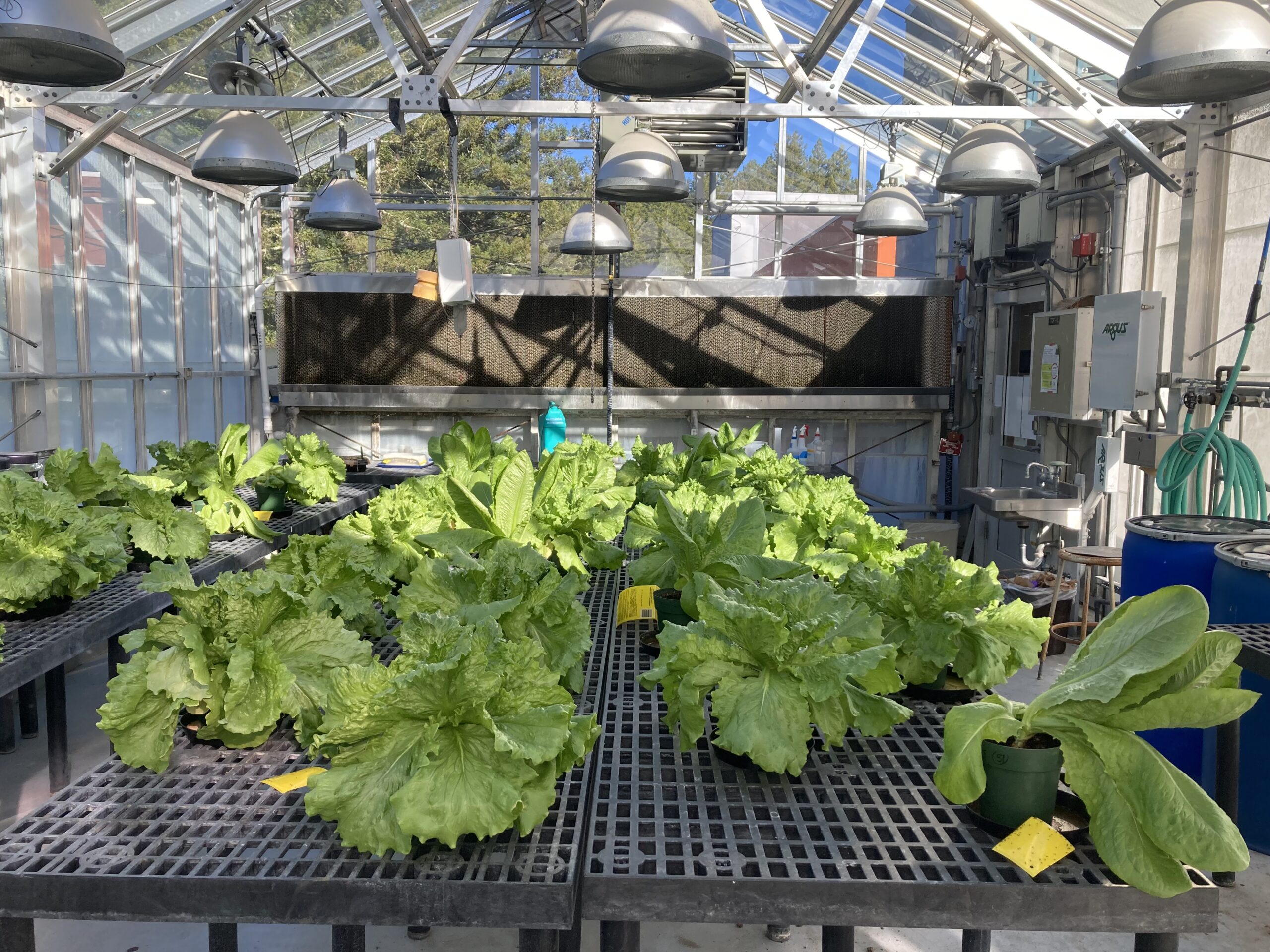 Romaine lettuce plants grown under different treatments: with or without an introduced pathogen, and receiving either regular fertilizer or a combination of fertilizer and fish effluent. Photo by M. Barrett.