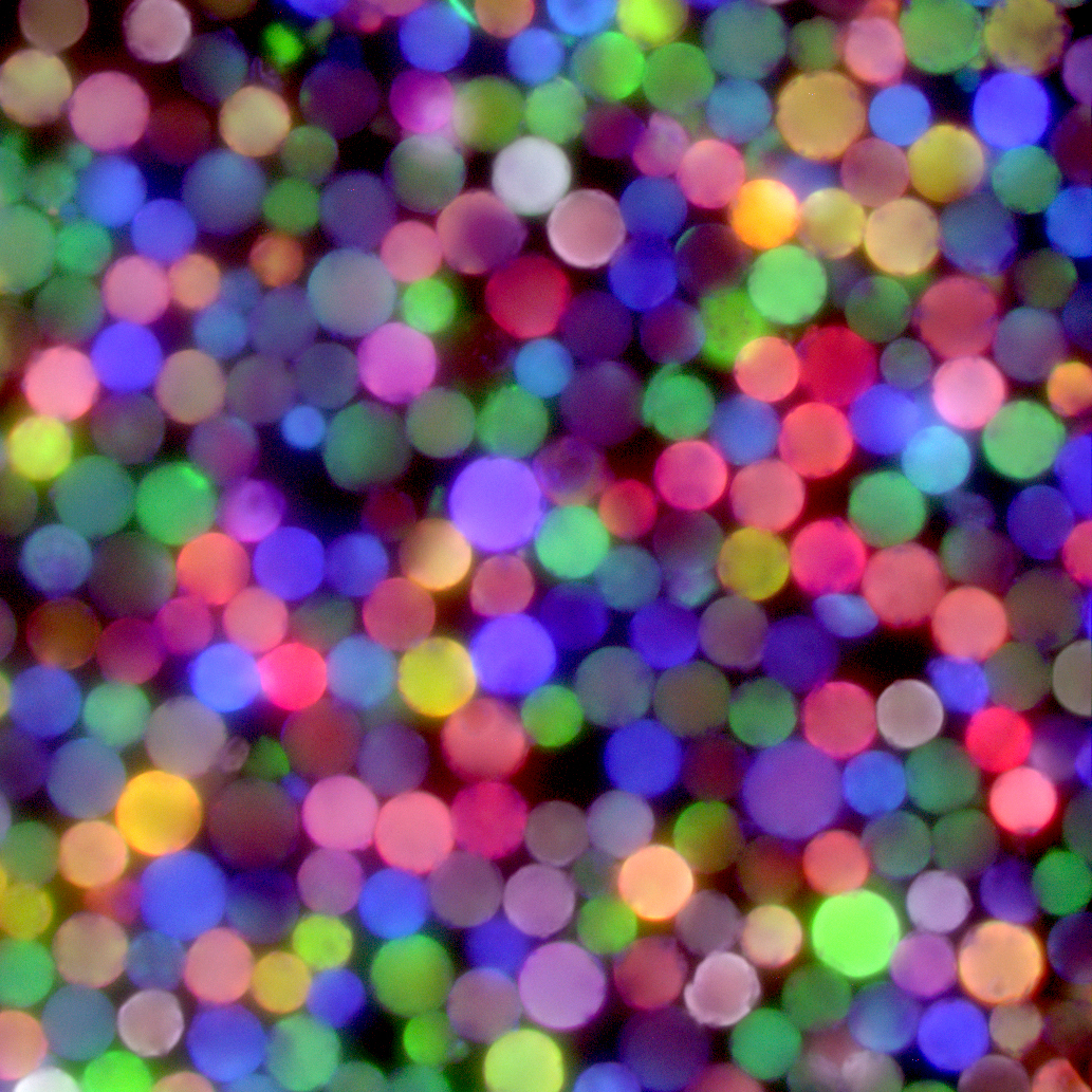 Microscopy image of artificial food particles, created by attaching one of various plant glycans onto microscopic magnetic beads. Photo by G. Vega