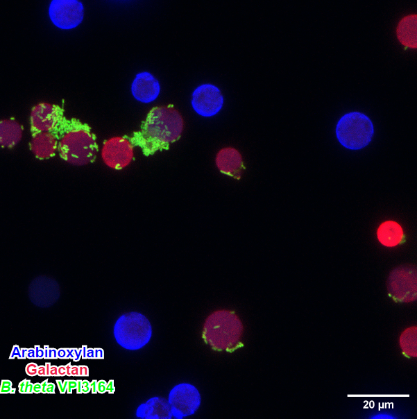 Confocal microscopy picture of human gut isolate Bacteroides thetaiotaomicron VPI3164 strain selectively adhering to dietary plant polysaccharide galactan (lupin) over arabinoxylan.